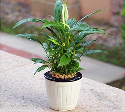 IM������(�й���)�ٷ���վ -APP����