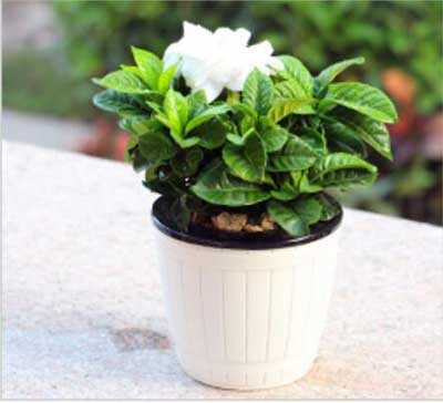 IM������(�й���)�ٷ���վ -APP����