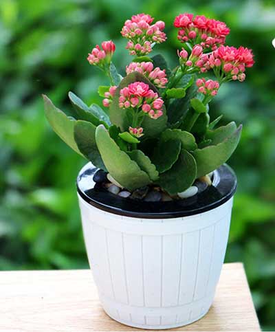 IM������(�й���)�ٷ���վ -APP����