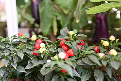 IM������(�й���)�ٷ���վ -APP����