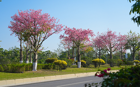 IM������(�й���)�ٷ���վ -APP����