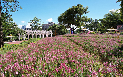 IM������(�й���)�ٷ���վ -APP����