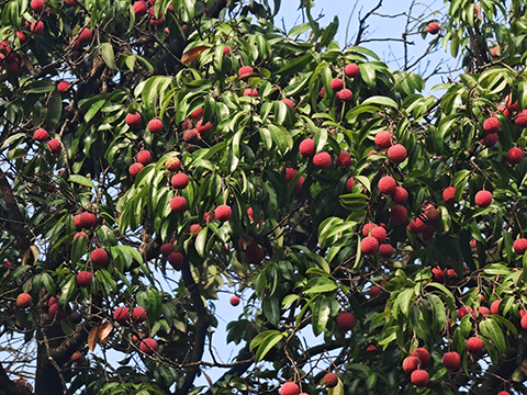 IM������(�й���)�ٷ���վ -APP����