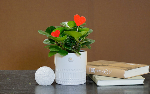 IM�������������뻨�Ծ����л�����������Ҹ�ָ�����!