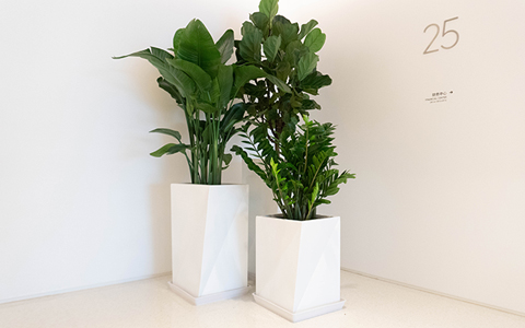 �̻������ô���ֵ��ר�������ػ�����ֲ�ﻨ��