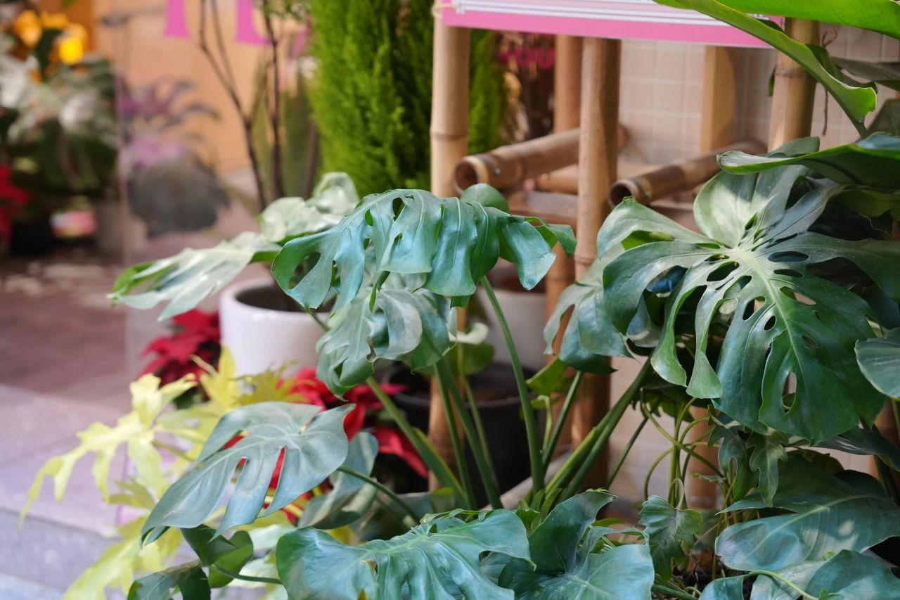 IM������(�й���)�ٷ���վ -APP����