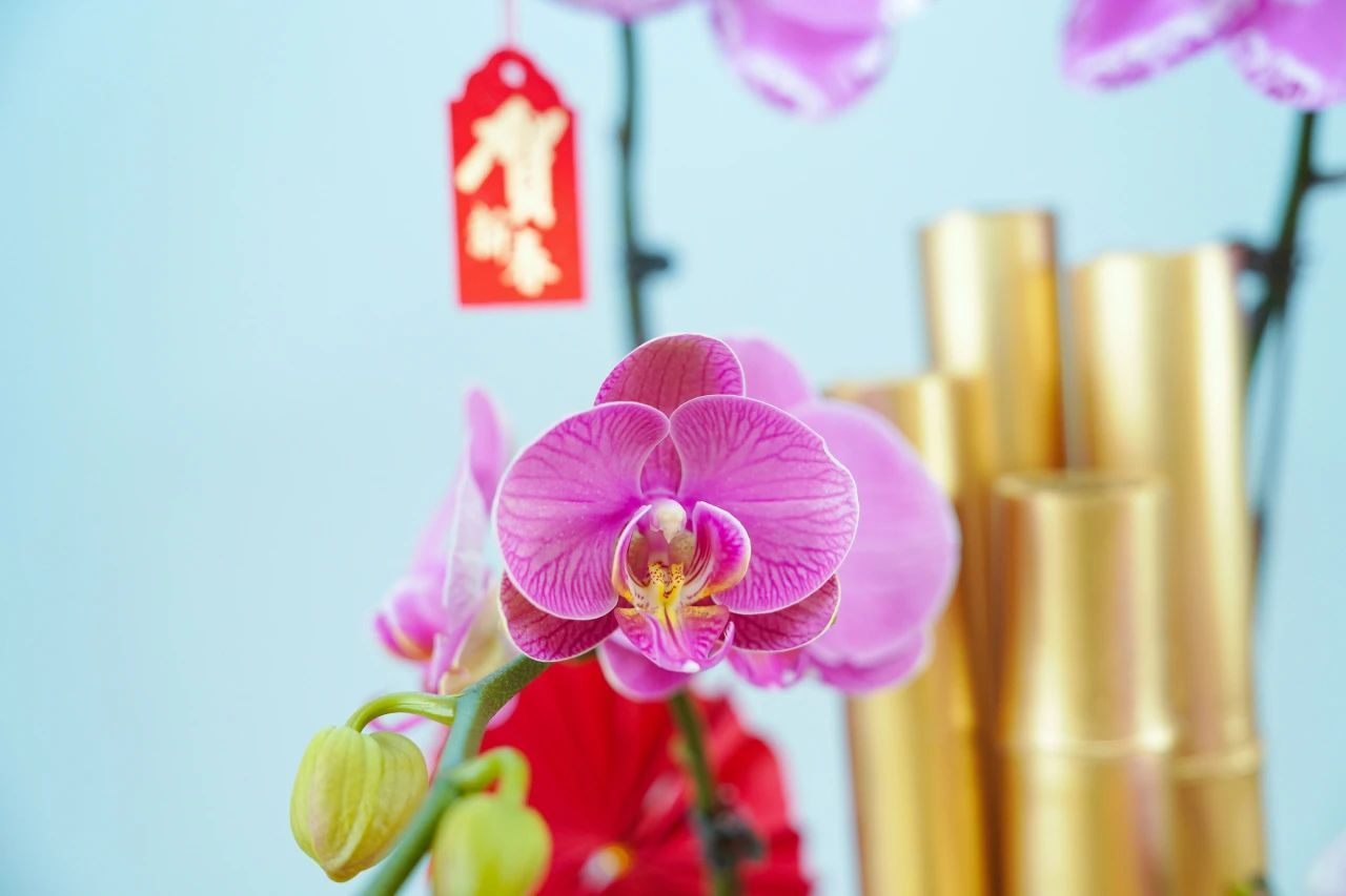 IM������(�й���)�ٷ���վ -APP����