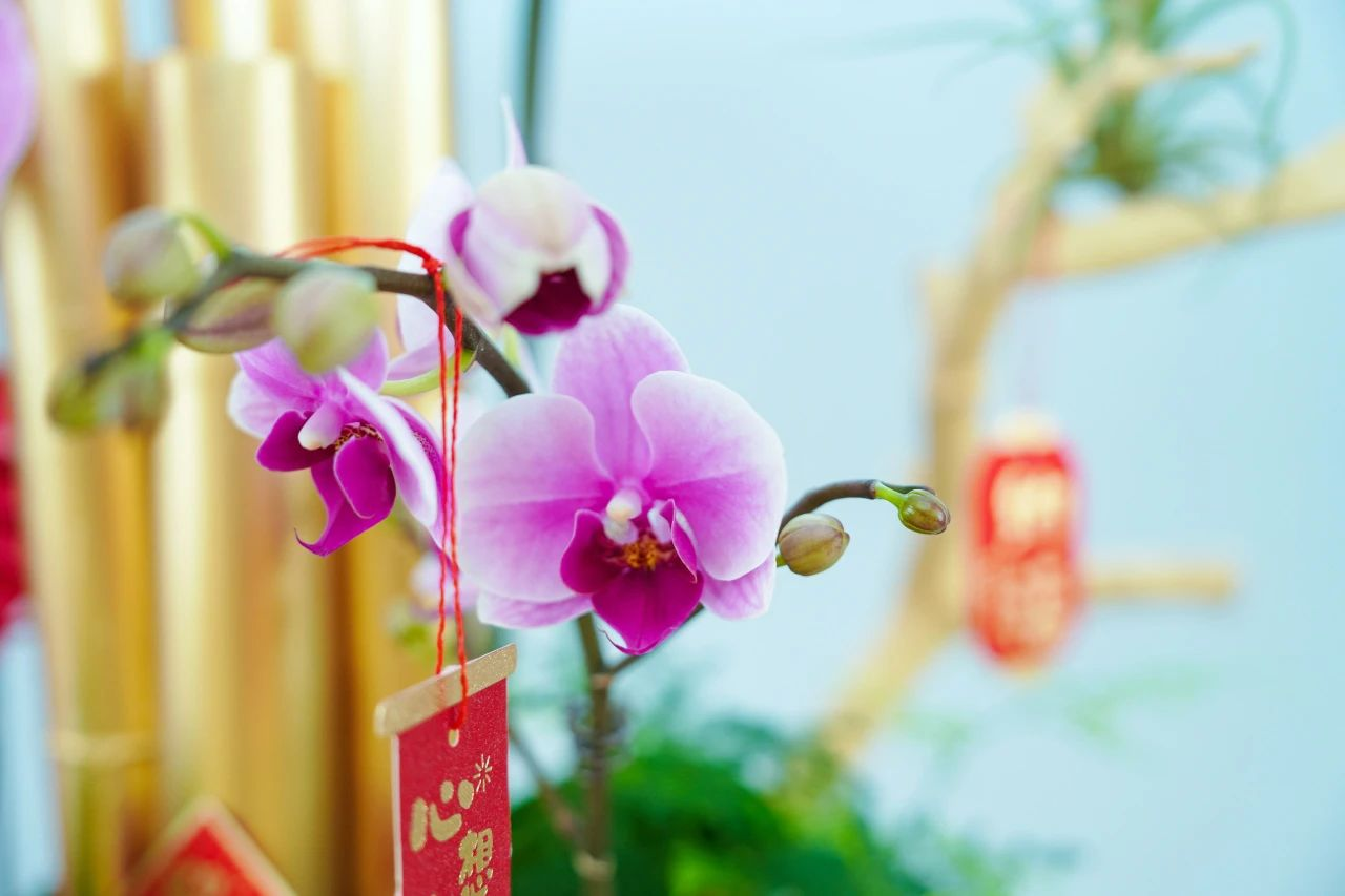 IM������(�й���)�ٷ���վ -APP����